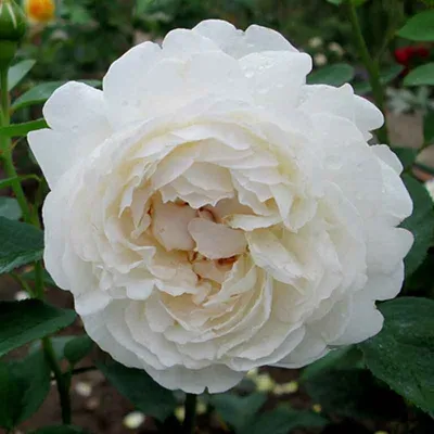Фотка розы в кафедрале Винчестера в формате webp