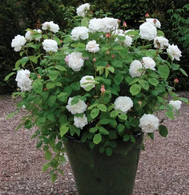 Роза в Винчестер кафедрале: вдохновение природы