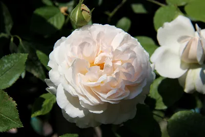 Уникальное изображение розы в Винчестер кафедрале 