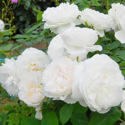 Фотография розы в кафедрале Винчестера в формате jpg 