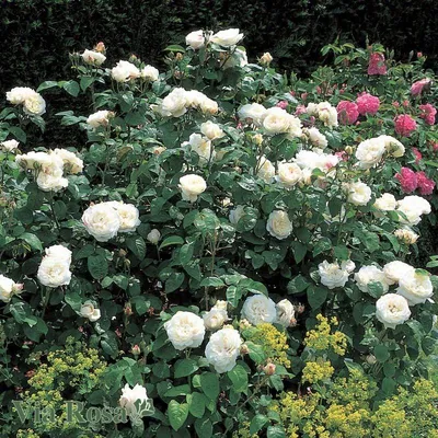 Удивительные цветы роз в кафедрале Винчестера