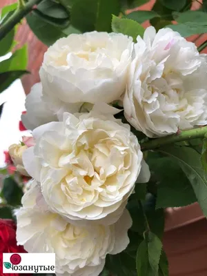 Фото, изображающее красоту розы в Винчестер кафедрале