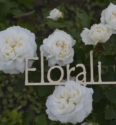 Роза в Винчестер кафедрале: великолепное творение природы 