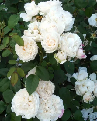 Фото розы в кафедрале Винчестера в формате png 