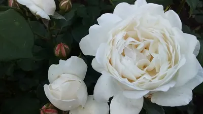 Винчестер кафедрал роза: воплощение красоты