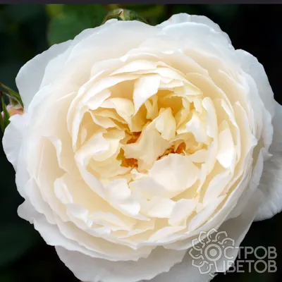 Роза в Винчестер кафедрале: шедевр природы