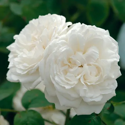 Фотка красивой розы в кафедрале Винчестера