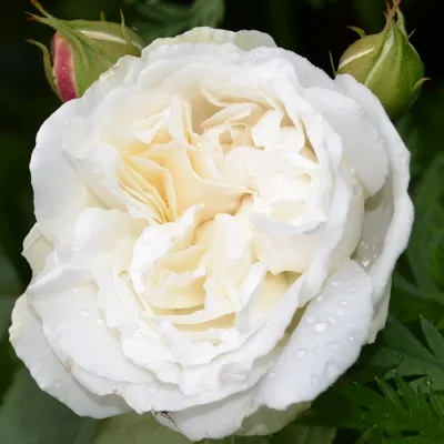 Очаровательные розы в Винчестер кафедрале