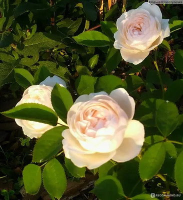 Роза в Винчестер кафедрале: величие природы