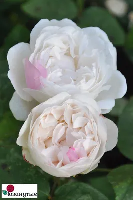 Фото розы в кафедрале Винчестера в формате webp