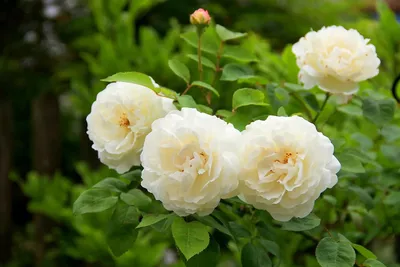 Красивые розы в кафедрале Винчестера