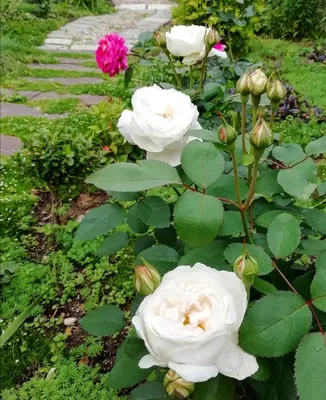 Бесподобная красота розы в кафедрале Винчестера