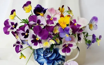 Фотографии цветов Виолы с разными цветовыми оттенками