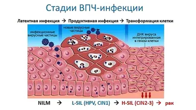 Фото вируса папиломы человека в формате JPG