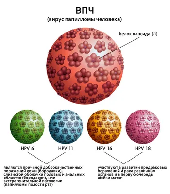 Фото вируса папиломы человека: разные размеры и форматы