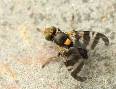 Вишневая муха  фото