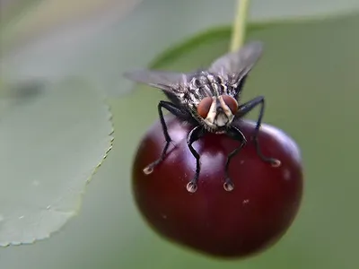 Вишневая муха: фото и интересные факты