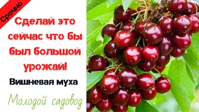 Искусство природы: фото Вишневой мухи