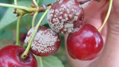 Фотографии Вишневой мухи: взгляд на мир природы