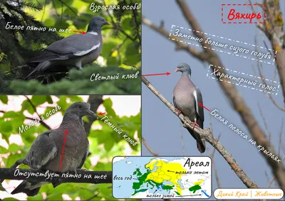 Прекрасная фотография витютеня-китайского на ветке