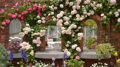 Вьющиеся розы в саду - jpg, маленький размер