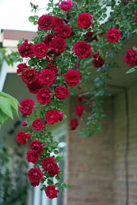 Фото вьющихся роз в саду - png, средний размер