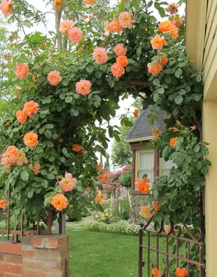 Изумительное фото вьющихся роз в саду - jpg, маленький размер
