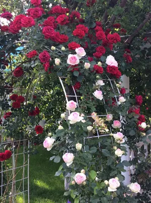 Прекрасные вьющиеся розы на фото - png, средний размер