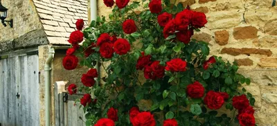 Уникальная картинка вьющихся роз в саду - png, средний размер