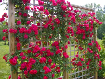 Фантастические вьющиеся розы на фото - webp, большой размер