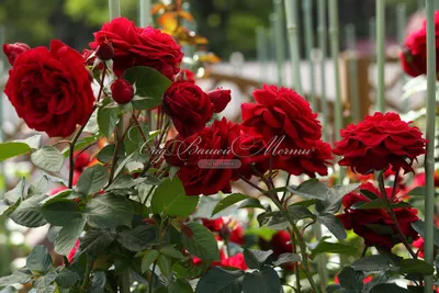 Фото вьющихся роз в саду - png, средний размер