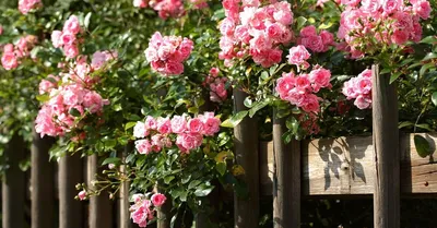 Удивительные вьющиеся розы на фото - webp, большой размер