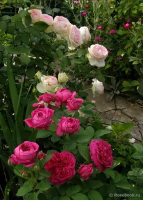 Фотография вьющихся роз в саду - jpg, маленький размер