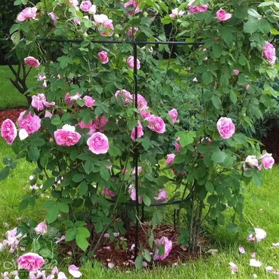 Впечатляющая картинка вьющихся роз в саду - png, средний размер