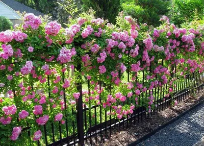 Фотка вьющихся роз в саду - png, средний размер