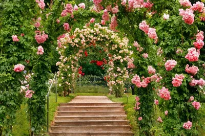 Исключительная фотография вьющихся роз в саду - jpg, маленький размер