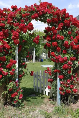 Фантастические вьющиеся розы на фото - webp, большой размер