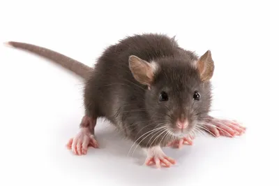 Изображение власоедов крысы - выберите размер