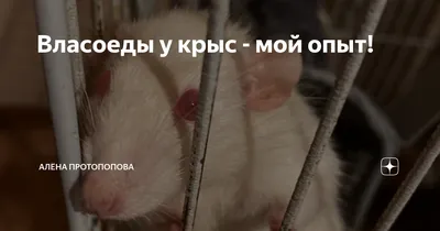 Фотография власоедов крысы - выберите размер