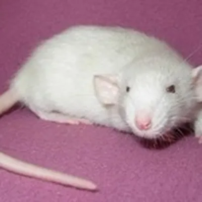 Фотография власоедов крысы - выберите размер и формат (WebP)
