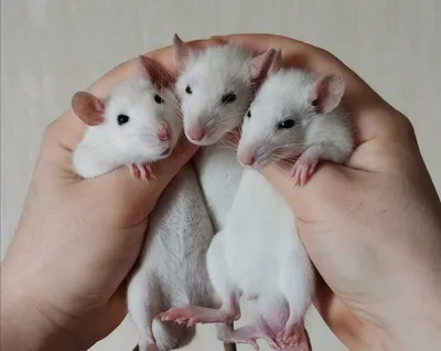 Картинка власоедов крысы - выберите размер и формат (JPG)