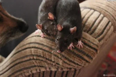Фотография власоедов крысы - выберите размер и формат (JPG)