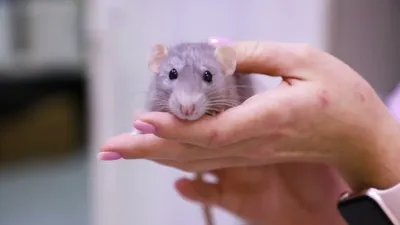 Картинка власоедов крысы - выберите размер и формат (WebP)