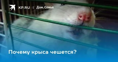 Фотка власоедов крысы - выберите размер и формат (WebP)