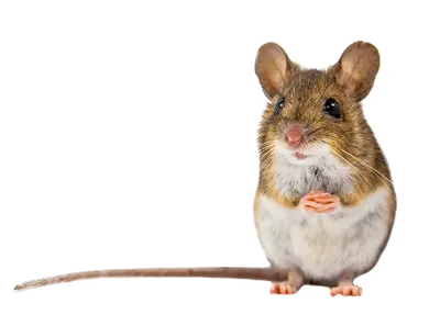 Фотография власоедов крысы - выберите размер и формат (PNG)