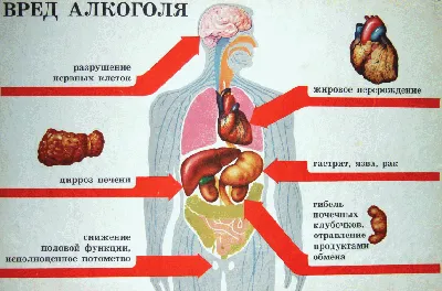 Изменения в скелете под воздействием алкоголя: Фотка для скачивания в высоком качестве