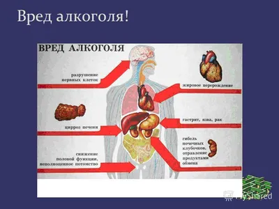 Алкоголь и нервная система человека: Интерактивный выбор формата изображения