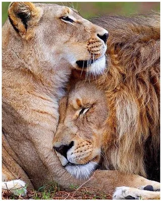 Влюбленный Лев  фото