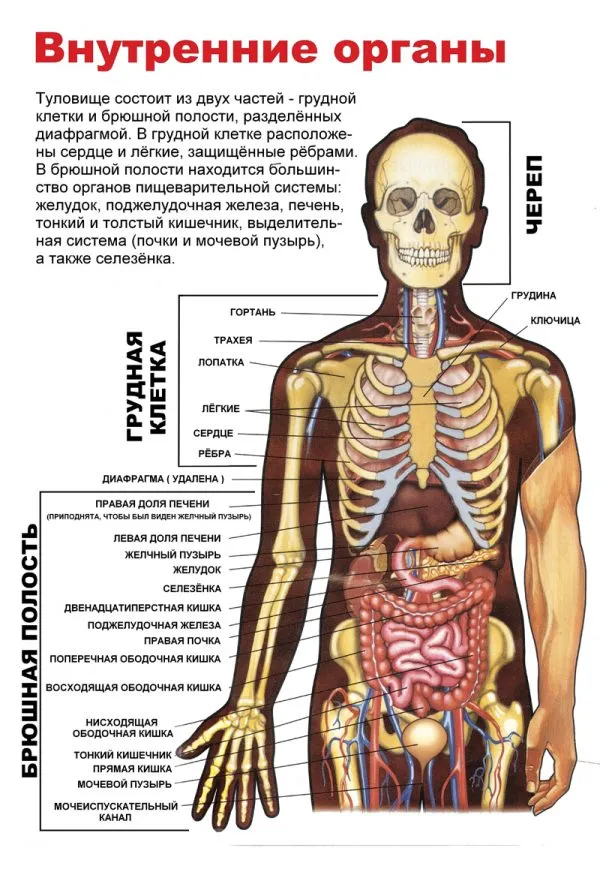 5 фактов о ваших внутренних органах, которые впечатляют