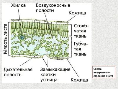 Внутреннее строение листа картинки  фото